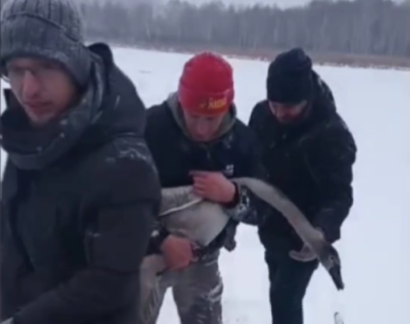 Фото В Челябинской области из замерзающей полыньи спасли молодого лебедя с опухшей лапкой