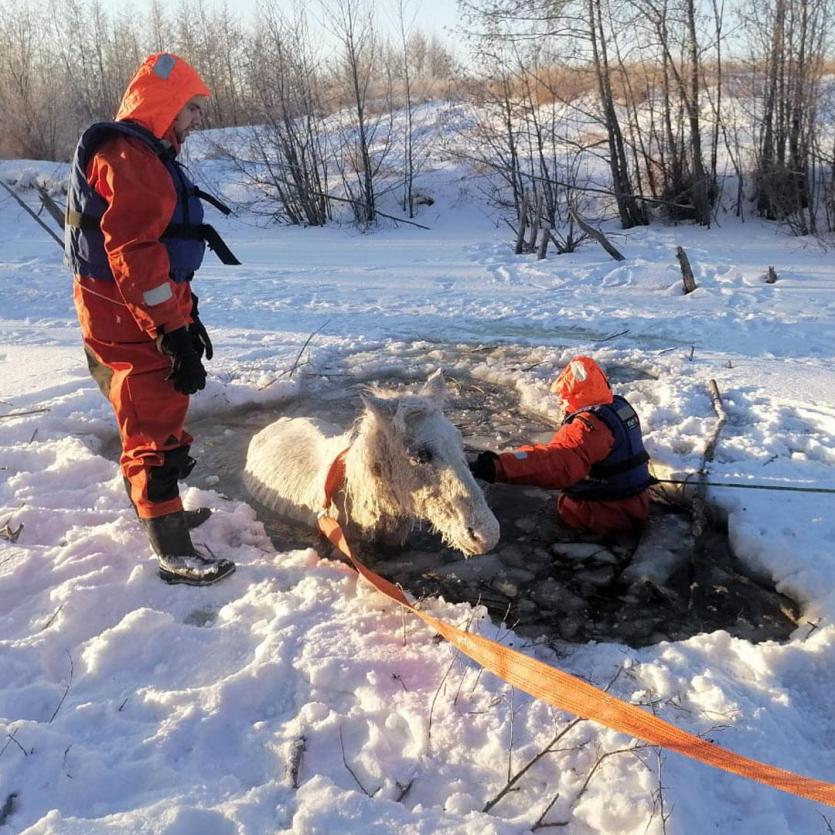 Фото В Челябинской области спасли лошадь, которая провалилась в ледяную воду