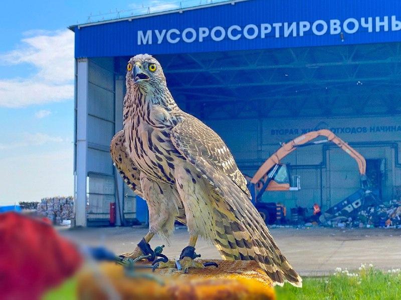 Фото Пернатый «караул» мусорного полигона Магнитогорска готов к летнему сезону