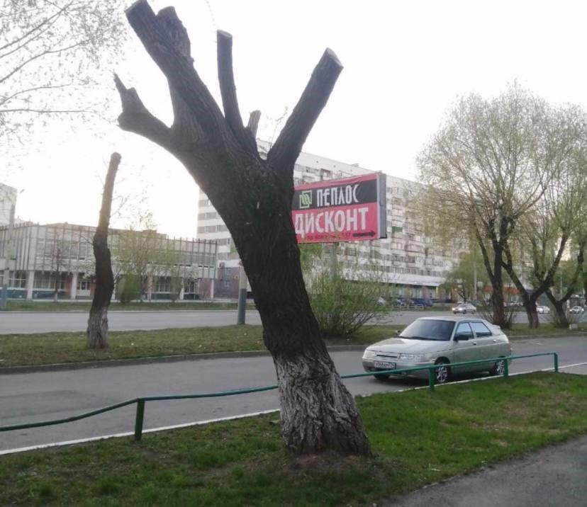 Фото Хотим, как в Санкт-Петербурге: челябинцы массово жалуются на жестокую обрезку деревьев