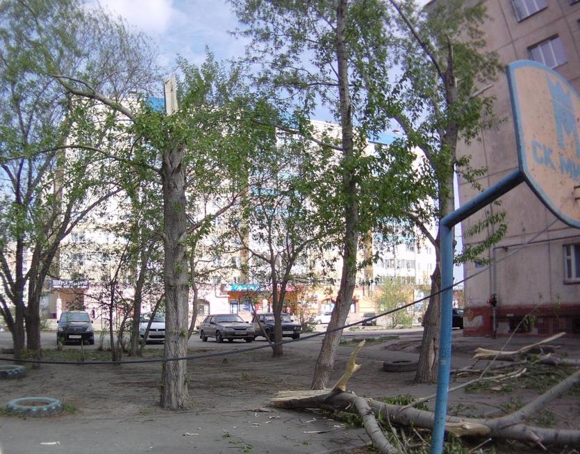 Фото Челябинские власти ответили на критику жителей и Народного фронта по поводу «сурового кронирования» деревьев