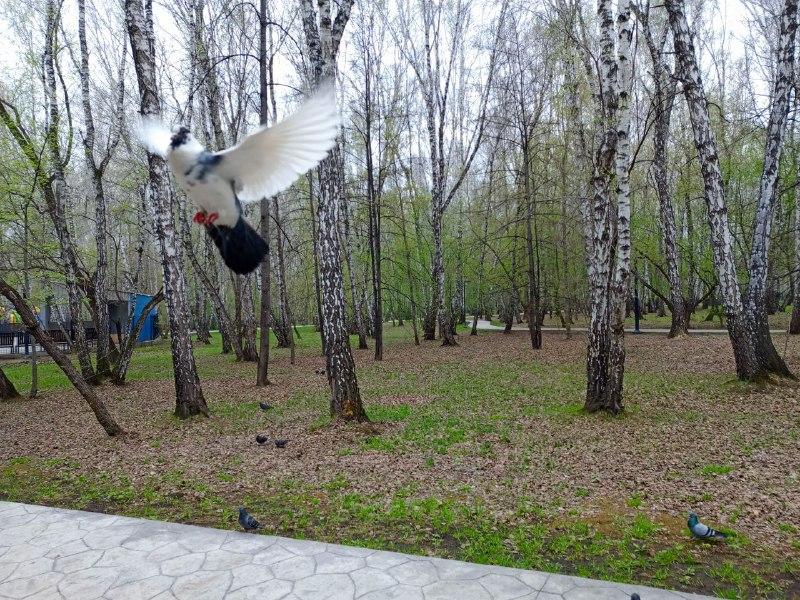 Фото Девятого мая в Челябинской области обещают тепло и кратковременные дожди