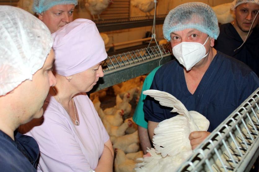 Фото Челябинская область создаёт условия для развития отечественной селекции в птицеводстве