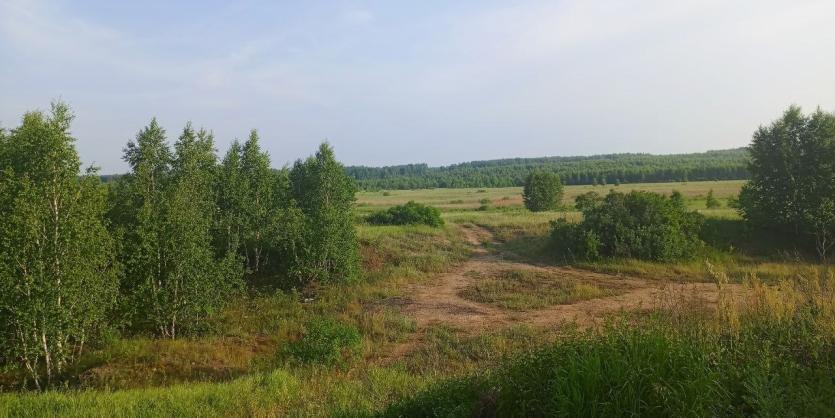 Фото Пятница в Челябинской области будет теплой и мокрой
