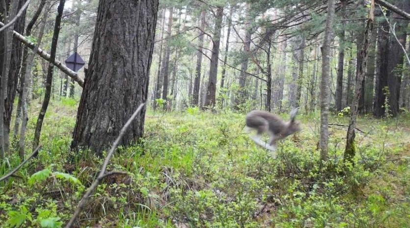 Фото На Зигальге замечен летающий заяц