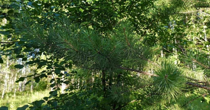 Фото В среду в Челябинской области будет тепло и местами немного мокро