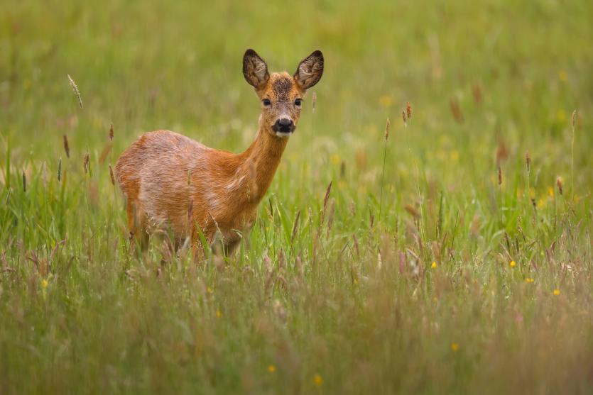 Фото На Зигальге заприметили косулю