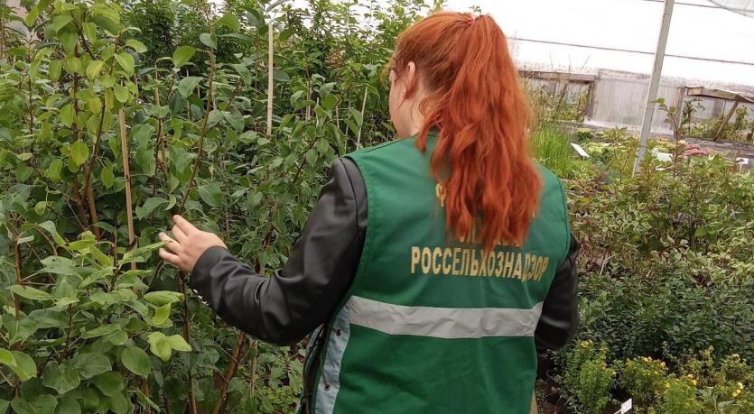 Фото Челябинский предприниматель наказан за торговлю «Татьяной» и «Настенькой»