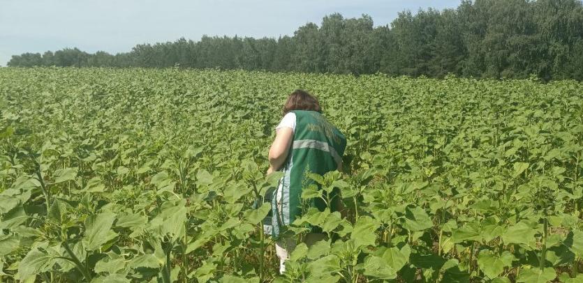 Фото В растительной продукции на Южном Урале выявлено превышение содержания пестицидов
