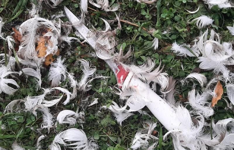 Фото Житель Нязепетровского района убил лебедей, чтобы съесть