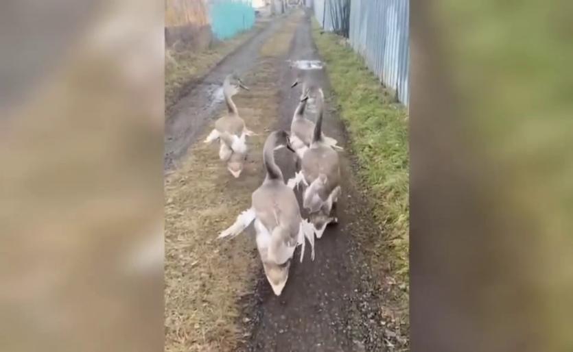 Фото На Южном Урале спасли сразу нескольких лебедей, не улетевших на зимовку