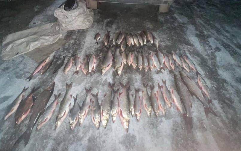 Фото Инспекторы ДПС в Златоусте задержали браконьера с крупным уловом