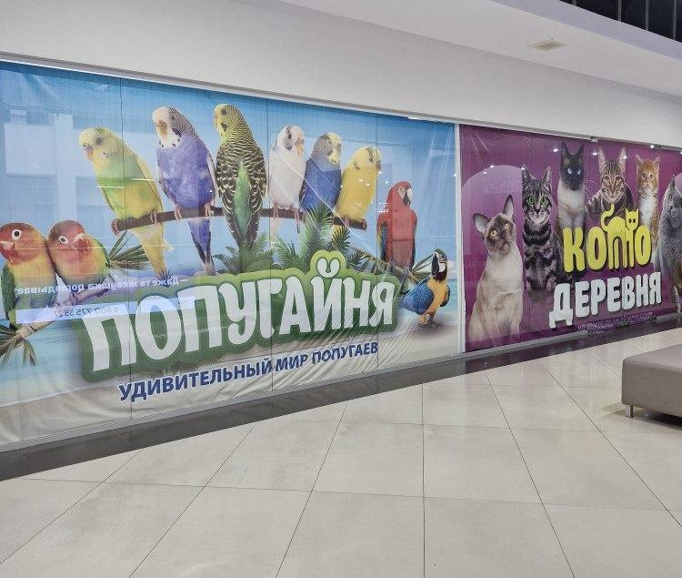 Фото Владелец «Котодеревни» и «Попугайни» остался без лицензии