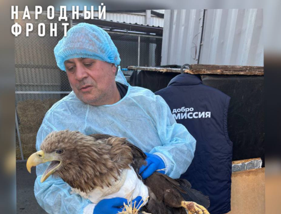 Фото Зоозащитник Карен Даллакян спас попавшего к браконьерам орлана
