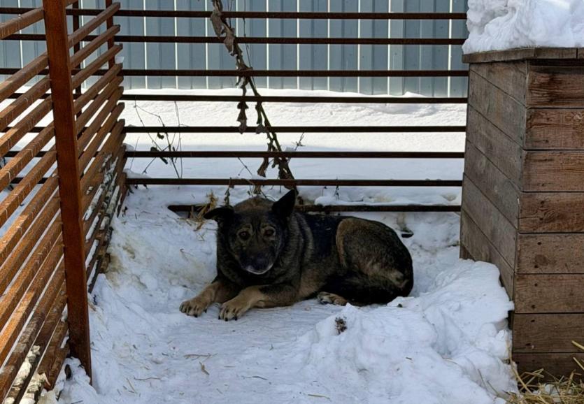 Фото Экс-курьеру Михаилу, который спас Додобоню, предложили возглавить комитет по защите животных