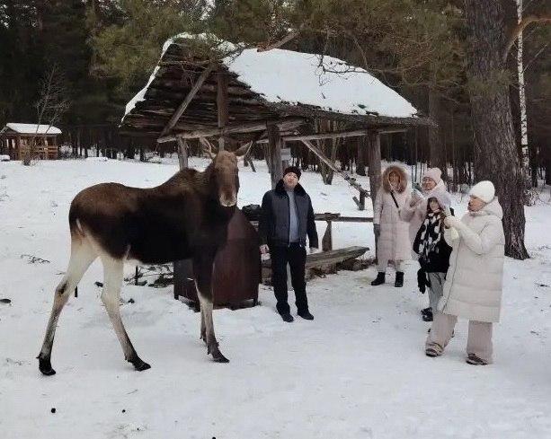 Фото В Дом лося на Зюраткуле после долгого отсутствия вернулась красавица Майя