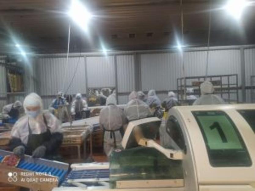 Фото «Нагайбакский птицеводческий комплекс» выпускал небезопасную продукцию 