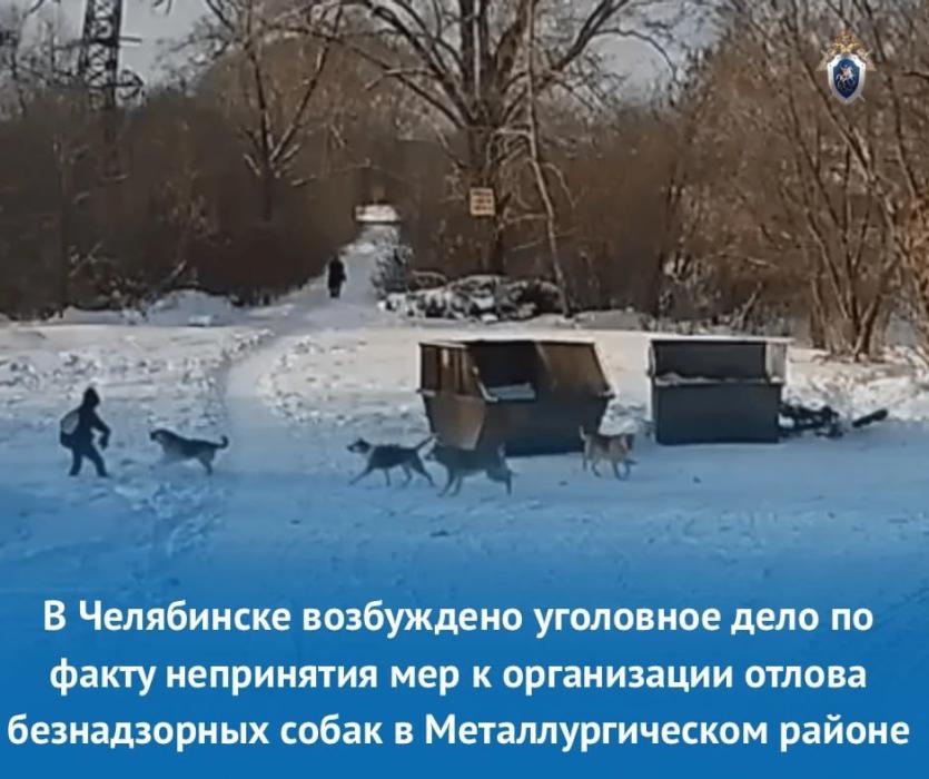 Фото В Челябинске завели дело из-за нападений бездомных собак на инвалида и школьника