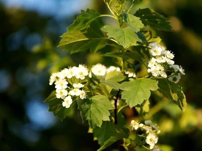 Фото В Челябинской области ветераны Великой Отечественной начали получать выплаты к 9 Мая