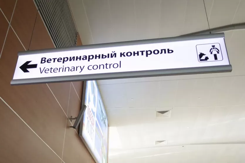 Фото Челябинцы всё реже берут с собой на отдых домашних любимцев