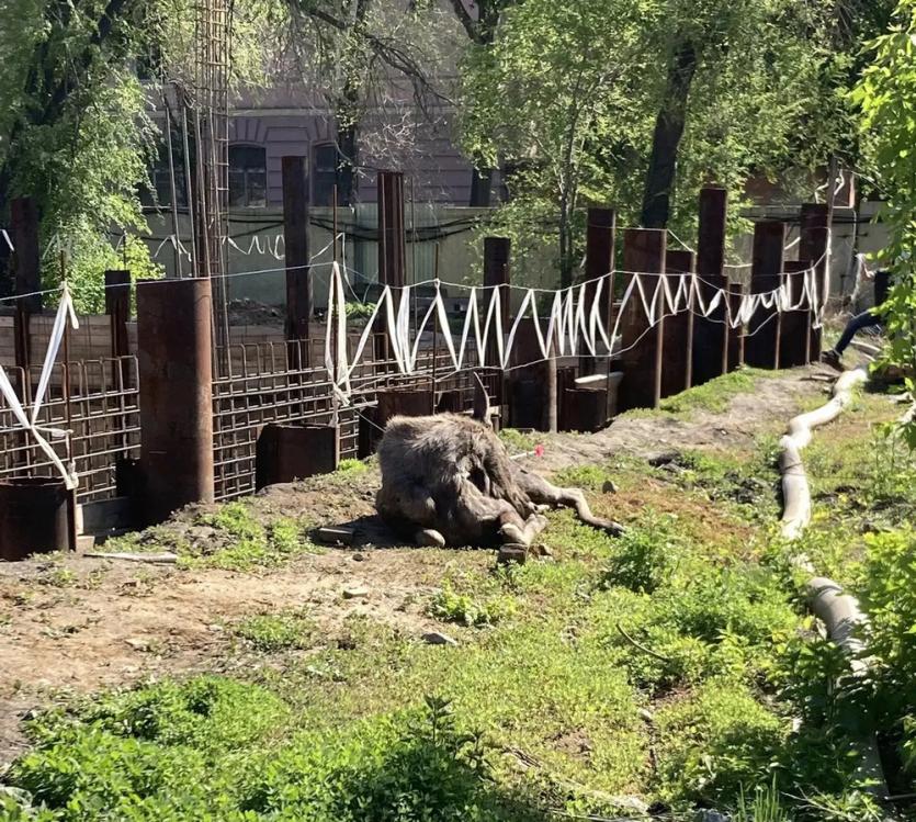 Фото Заблудившуюся в центре Челябинска лосиху выпустили на волю в Сосновском округе