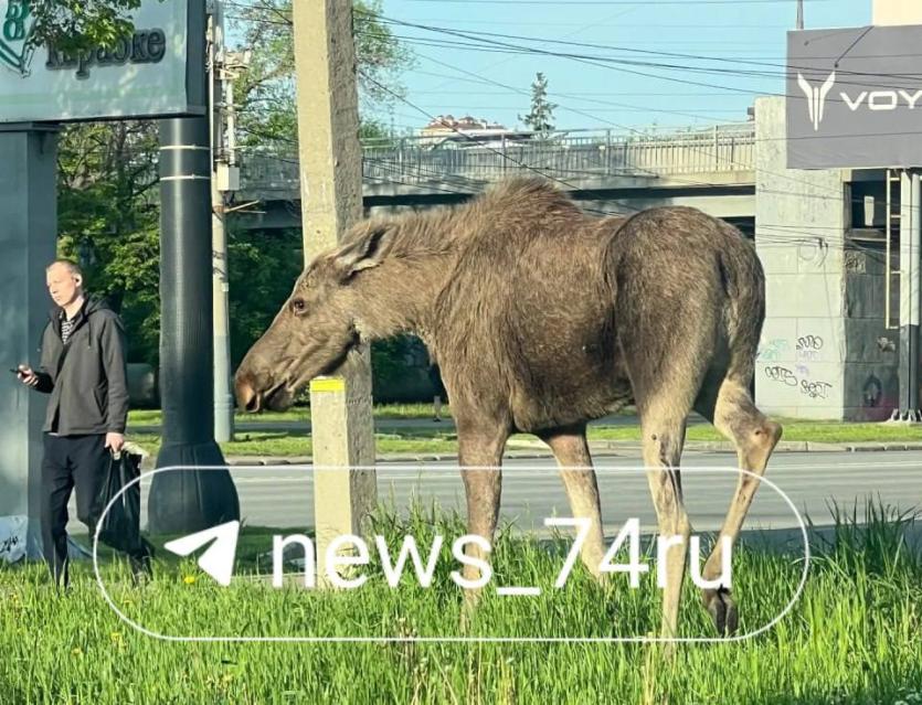 Фото В центр Челябинска пришла лосиха
