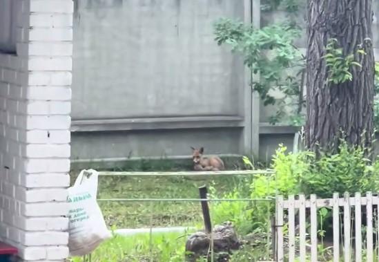 Фото В детском саду Миасса поселились лисята