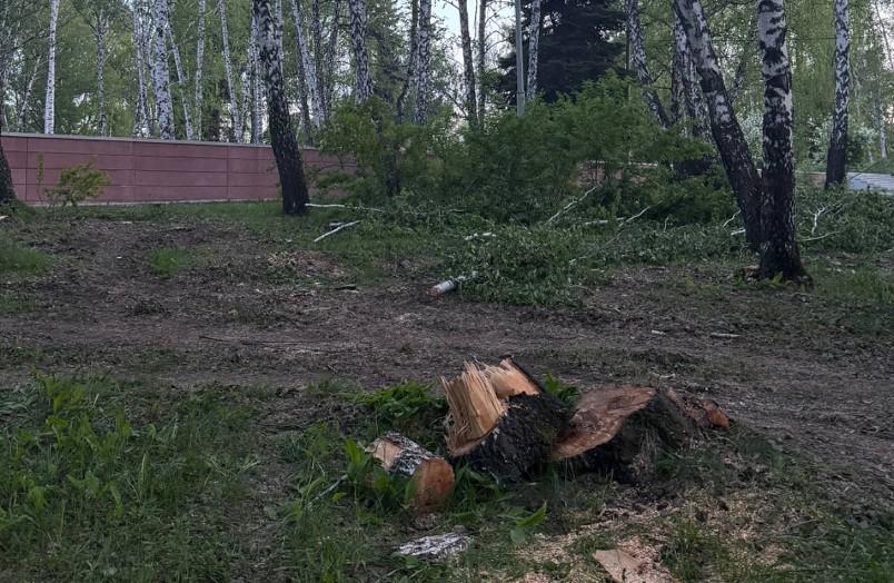 Фото В Советском районе Челябинска вырубили деревья неподалеку от памятника «Скорбящие Матери»