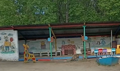Фото  Садику в Миассе, куда приходит лиса, рекомендовано установить надёжное ограждение