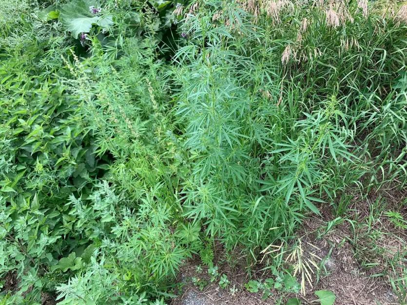 Фото В Курчатовском районе Челябинска полицейские обнаружили десятки кустов конопли