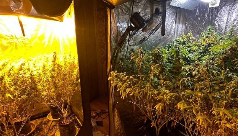 Фото Челябинские полицейские пресекли наркобизнес по продаже марихуаны