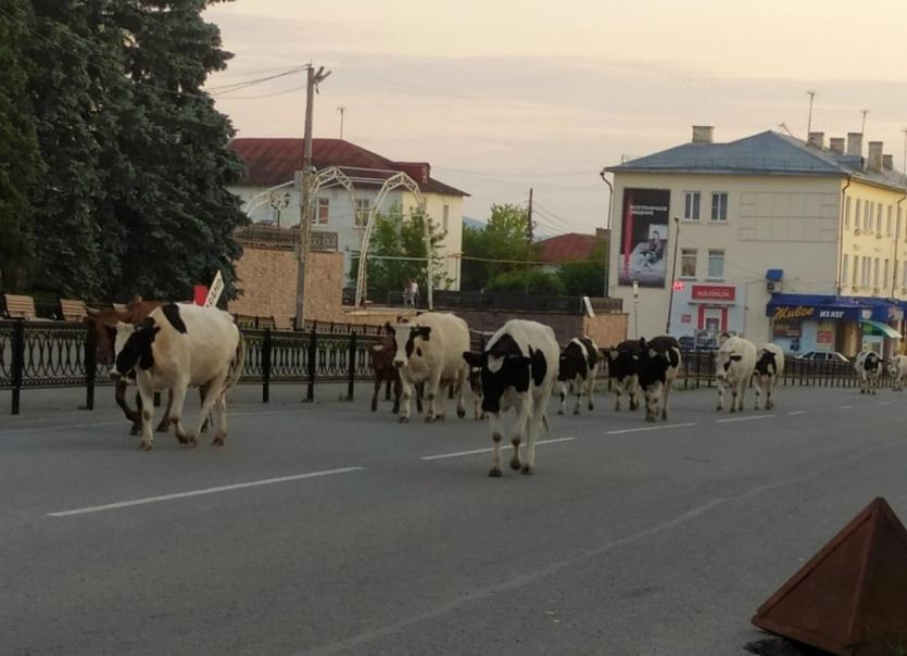 Фото Коровы повсюду: в Юрюзани скот разгуливает по городу с мая по сентябрь
