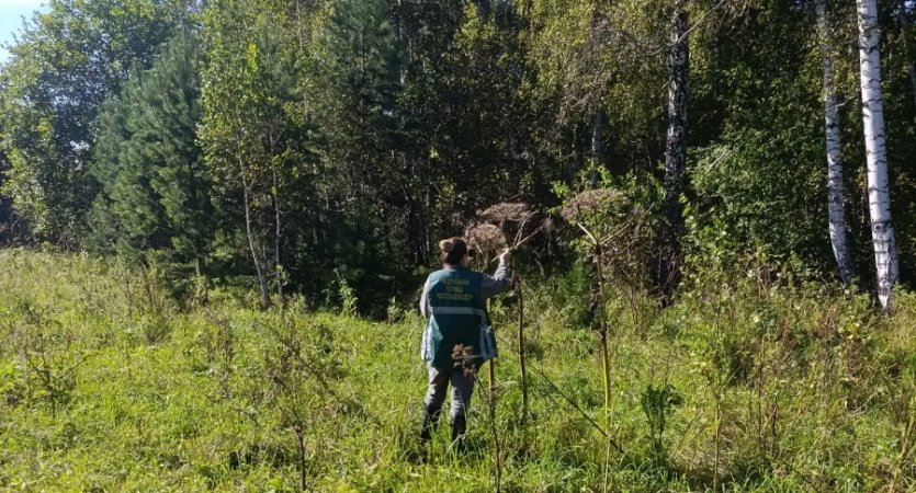 Фото Сельхозземли под Марксистом «оккупировало» опасное для кожи растение  