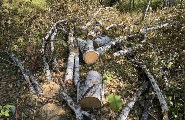 Фото Челябинская прокуратура возбудила уголовное дело о незаконной вырубке деревьев