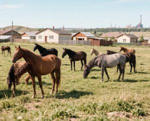 Фото В Магнитогорске пресекли свободный выгул лошадей