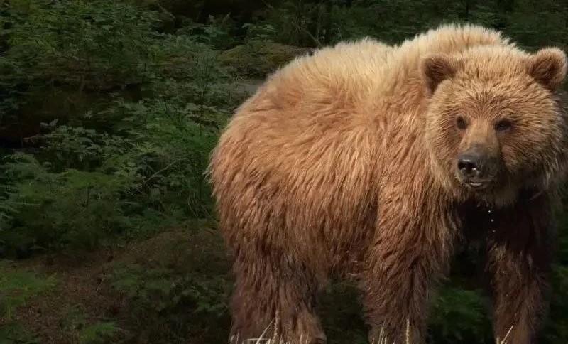 Фото На Камчатке медведь насмерть загрыз сборщика клюквы в тундре