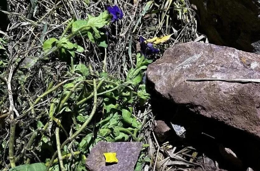 Фото Полиция Челябинска пресекла деятельность наркокурьера-иностранца