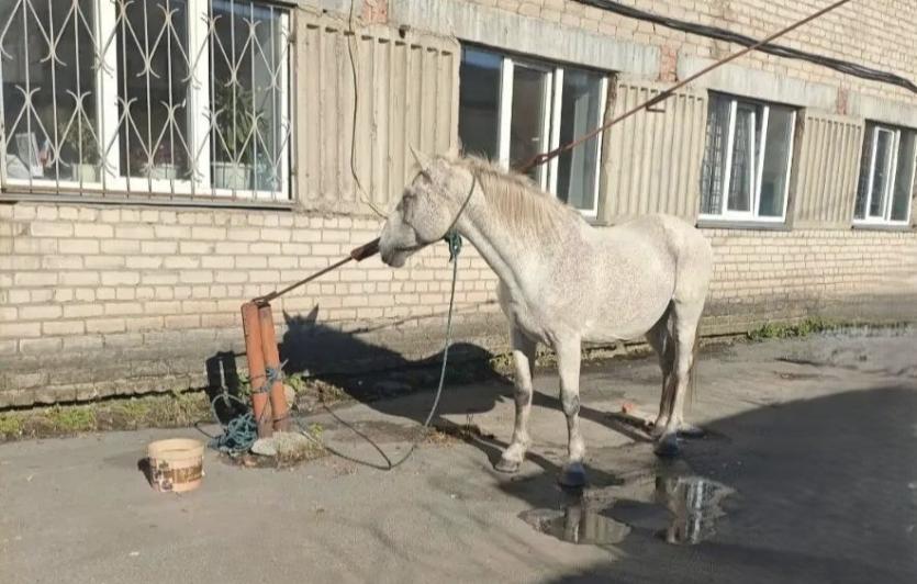 Фото Ведёт коня, но не своего: неравнодушный житель Копейска помог вернуть украденную лошадь 