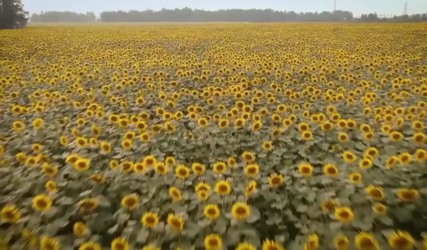 Фото Пищевики Южного Урала отмечают профессиональный праздник