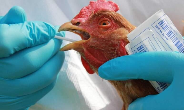 Фото В Челябинской области отменили карантин по птичьему гриппу