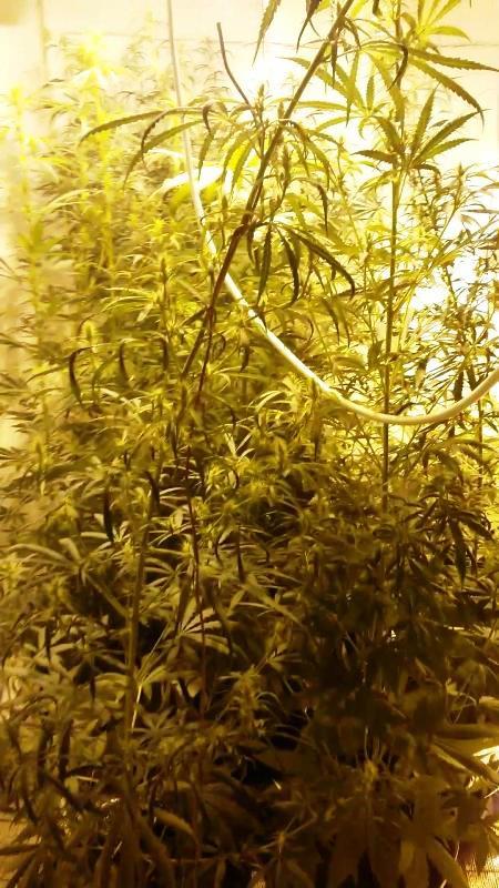 Фото Челябинка с сожителем выращивала марихуану на съемной квартире