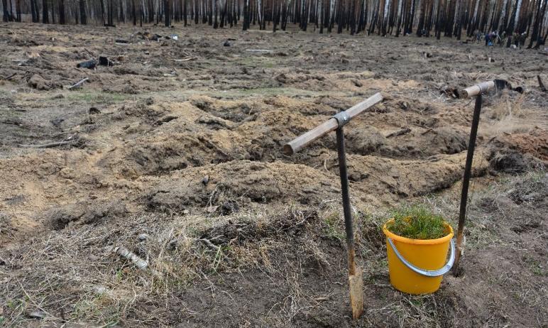 Фото На Южном Урале разрастается «Сад Памяти»