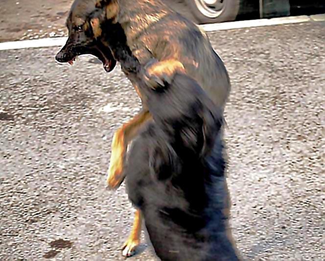 Фото В Миассе частному приюту запретили убийство бродячих собак