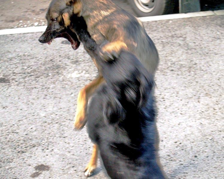 Фото Жительница Чебаркуля пойдет под суд из-за своего пса, обезобразившего лицо ребенку