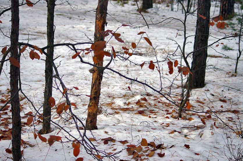 Фото Во вторник в Челябинской области снег, гололед и сильный ветер