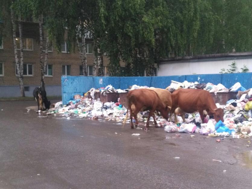 Фото В Аше коровы пасутся на контейнерных площадках
