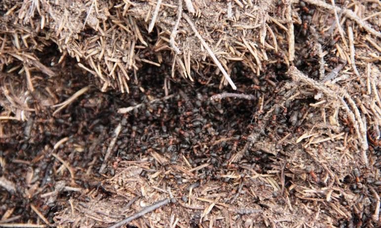 Фото На Таганае проснулись муравьи