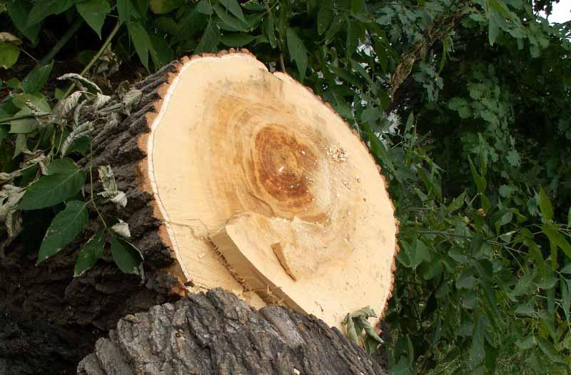 Фото Челябинца осудили за спиливание деревьев, мешавших знакомой