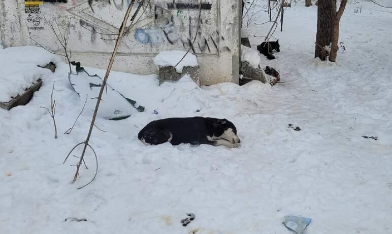 Фото Челябинские зоозащитники: Как искоренить случаи нападения собак на людей и вести себя с агрессивным животным