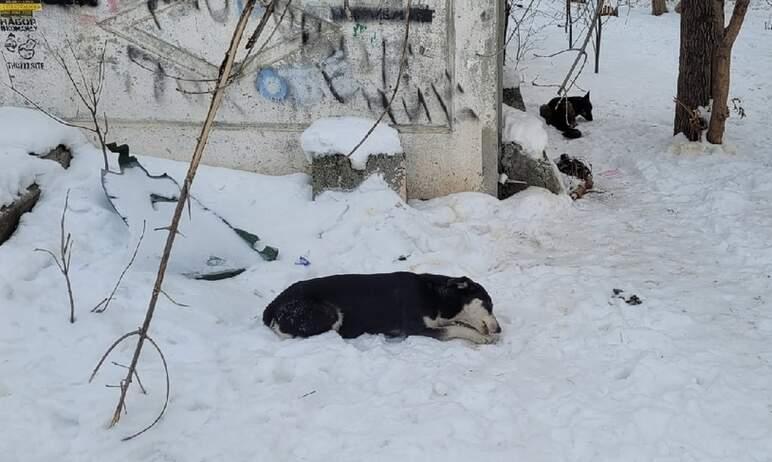 Фото Быть ли приюту для бездомных животных в Коркинском районе, решит облсуд